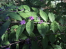 Callicarpa dichotoma - Purple Beautyberry