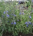 Salvia chamaedryoides - Germander Sage
