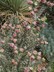 Cylindropuntia sp.