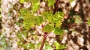 Acer glabrum - Rocky Mountain Maple