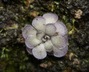 Pinguicula cyclosecta - Mexican Butterwort