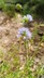 Gilia capitata - Bluehead Gilia Blue Thimble Flower