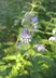 Caryopteris x clandonensis 'Summer Sorbet' - Bluebeard Blue Mist Spirea