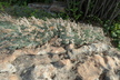 Acantholimon hohenackeri - Prickly Dianthus