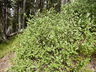 Shepherdia canadensis - Canadian Buffaloberry Russet Buffaloberry Rabbitberry