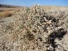 Atriplex confertifolia - Shadscale Saltbush Sheepfat Spiny Saltbush