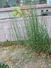 Equisetum hyemale - Scouring Rush Rough Horsetail
