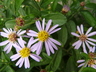 Aster asteroides