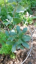 Quercus arizonica - Arizona White Oak