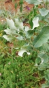 Quercus grisea - Gray Oak