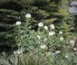 Cleome hassleriana 'Sparkler White' - Spider Flower