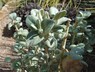 Shepherdia rotundifolia - Roundleaf Buffaloberry