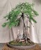 Taxodium distichum var. imbricarium - Pond Cypress