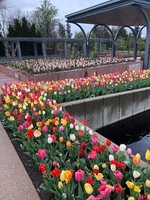 Tulips and hyacinths in April 2018