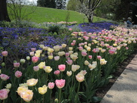 Tulips (Pillow Talk mixture) and viola in Annual Display Garden, April 30, 2018