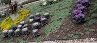 Nexus Garden in October 2015 with ornamental kale and various groundcovers