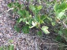 Ribes uva-crispa 'Red Jacket' [sold as Comanche] - Gooseberry European Gooseberry