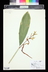 Alpinia galanga - Siamese Ginger Galangal Root