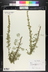 Artemisia abrotanum - Southernwood