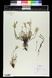 Sedum ternatum - Woodland Stonecrop