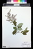 Syringa josikaea 'Pallida' - Hungarian Lilac