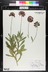 Gaillardia x grandiflora - Blanket Flower