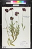 Gaillardia x grandiflora 'Burgunder' [sold as Burgundy] - Blanket Flower