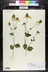 Rudbeckia laciniata var. ampla - Cutleaf Coneflower
