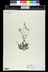 Campanula carpatica - Tussock Bellflower Carpathian Bellflower