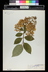 Hydrangea paniculata - Peegee Hydrangea