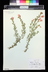 Epilobium canum ssp. canum 'Solidarity Pink' - California Fuchsia Hummingbird Trumpet