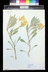 Oenothera macrocarpa ssp. fremontii - Fremont's Evening Primrose