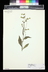Nicotiana langsdorffii - Flowering Tobacco