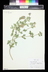 Glandularia gooddingii - Gooding Verbena Desert Verbena