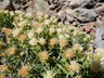 Ericameria discoidea - Whitestem Goldenweed Whitestem Goldenbush