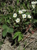 Fragaria virginiana - Virginia Strawberry