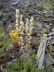 Heuchera cylindrica - Roundleaf Alumroot