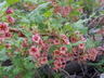 Ribes montigenum - Alpine Prickly Currant Gooseberry Currant