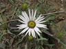 Townsendia grandiflora - Large Flower Townsend Daisy