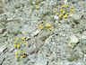 Physaria alpina - Alpine Bladderpod Avery Peak Twinpod