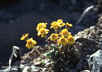 Packera werneriifolia - Alpine Rock Butterweed Hoary Groundsel