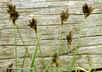 Carex ebenea - Ebony Sedge