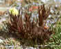 Castilleja occidentalis - Western Yellow Paintbrush Western Indian Paintbrush