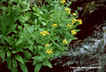 Senecio triangularis - Arrowleaf Ragwort Arrowleaf Butterweed