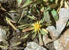 Tonestus lyallii - Lyall's Goldenwort Lyall's Goldenweed