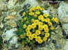Tonestus pygmaeus - Dwarf Goldenweed Pygmy Goldenweed