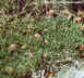 Trifolium dasyphyllum - Whiproot Clover Alpine Clover