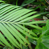 Cycas circinalis - Fern Palm False Sago Queen Sago Sago Palm