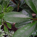 Ficus cyathistipula - Birchbark Fig