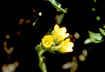 Saxifraga flagellaris - Whiplash Saxifrage